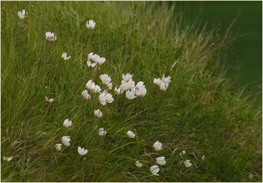 Großes Windröschen (Anemone sylvestris)
