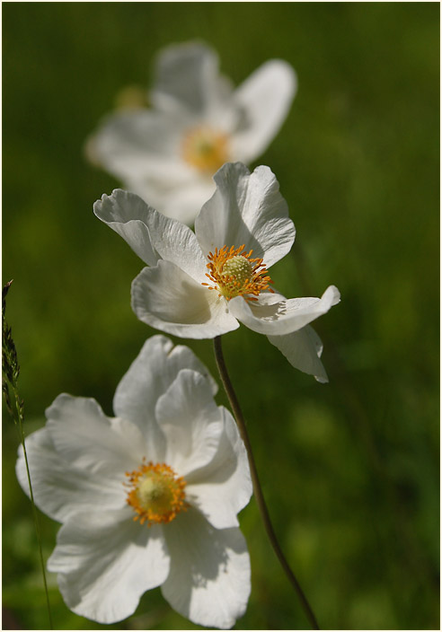 Großes Windröschen (Anemone sylvestris)