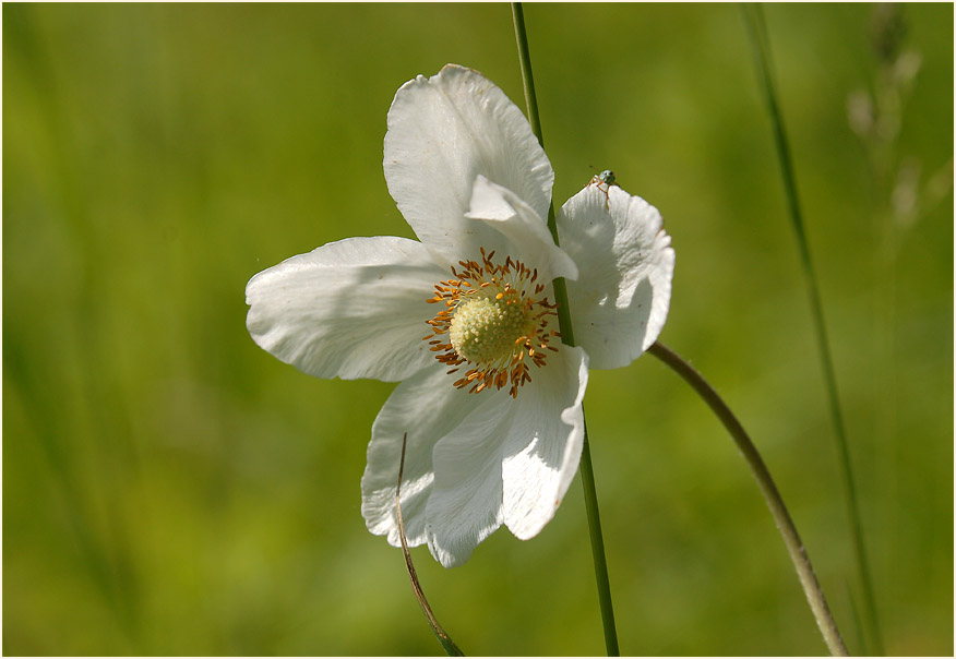 Großes Windröschen (Anemone sylvestris)