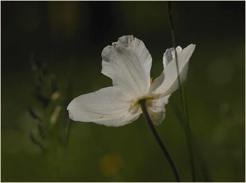 Großes Windröschen (Anemone sylvestris)