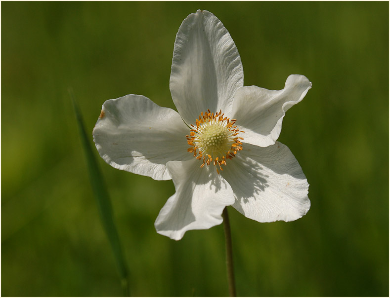 Großes Windröschen (Anemone sylvestris)