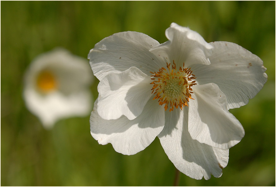 Großes Windröschen (Anemone sylvestris)