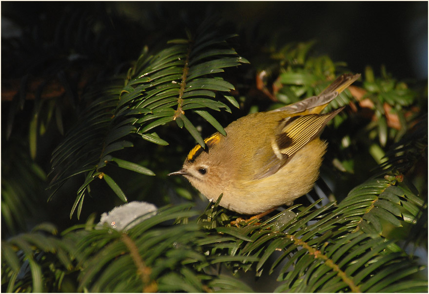 Wintergoldhähnchen