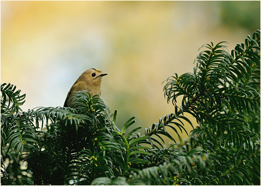Wintergoldhähnchen