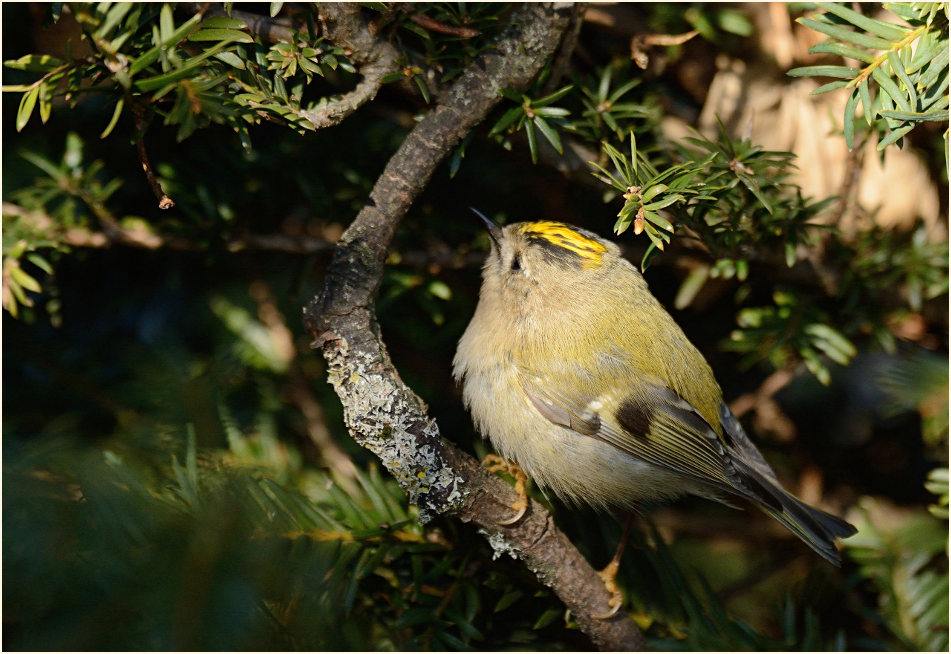 Wintergoldhähnchen
