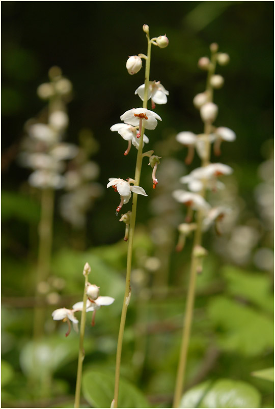 Rundblättrige Wintergrün (Pyrola rotundifolia)