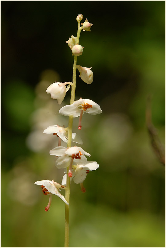 Rundblättrige Wintergrün (Pyrola rotundifolia)