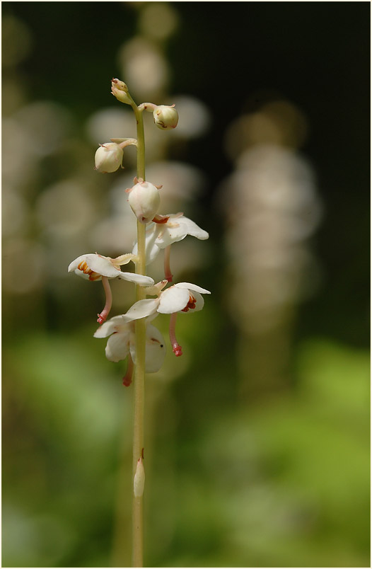 Rundblättrige Wintergrün (Pyrola rotundifolia)