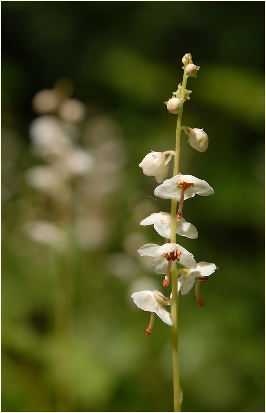 Rundblättrige Wintergrün (Pyrola rotundifolia)