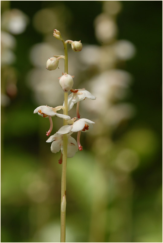 Rundblättrige Wintergrün (Pyrola rotundifolia)