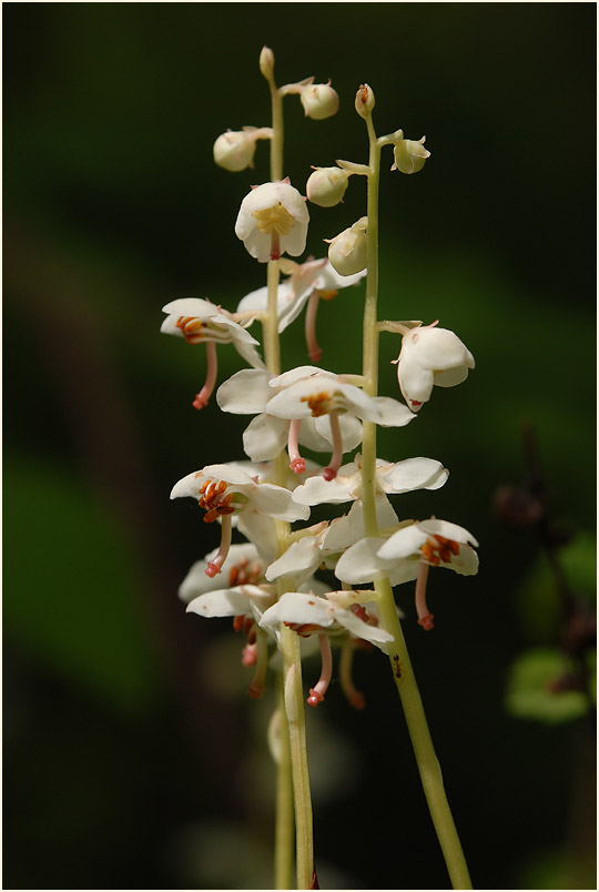 Rundblättrige Wintergrün (Pyrola rotundifolia)