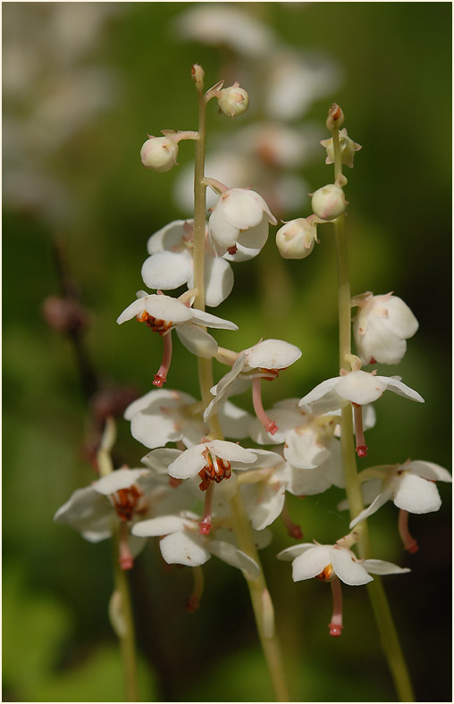 Rundblättrige Wintergrün (Pyrola rotundifolia)