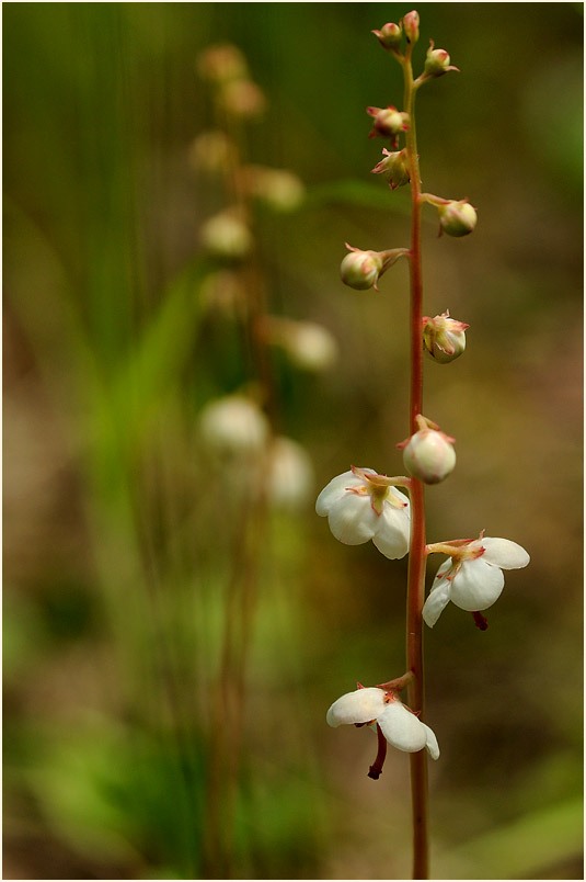 Rundblättrige Wintergrün (Pyrola rotundifolia)