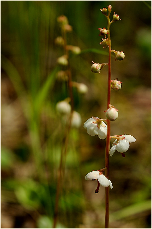 Rundblättrige Wintergrün (Pyrola rotundifolia)