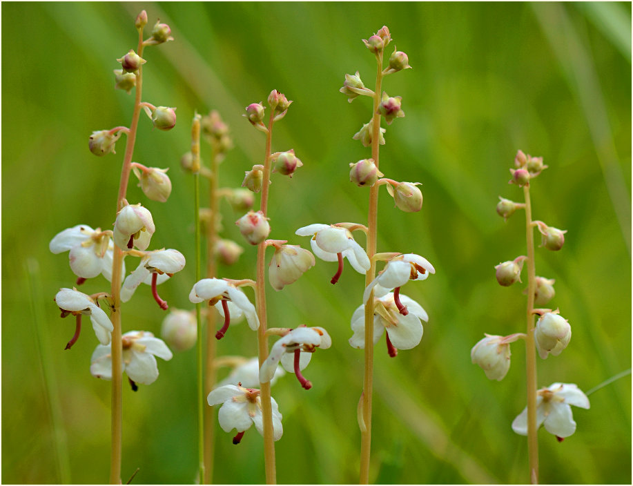 Rundblättrige Wintergrün (Pyrola rotundifolia)