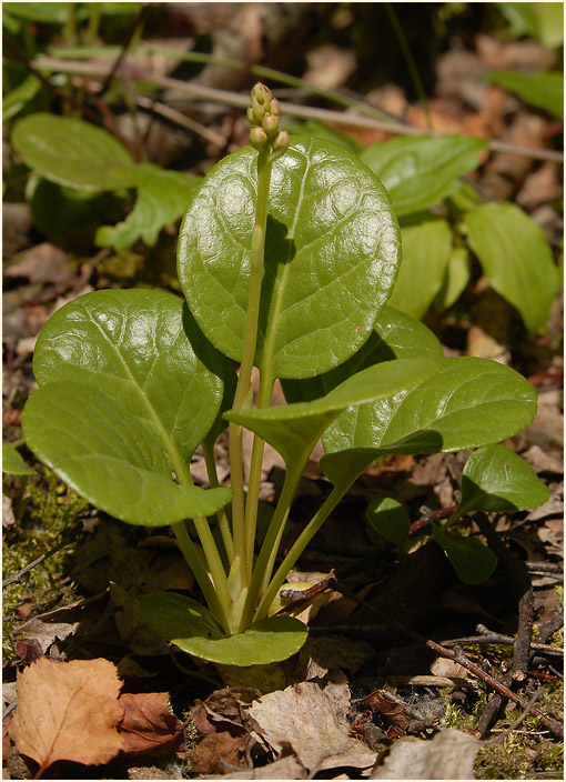 Rundblättrige Wintergrün (Pyrola rotundifolia)