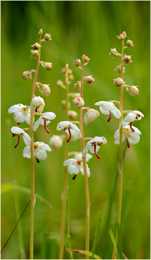 Rundblättrige Wintergrün (Pyrola rotundifolia)