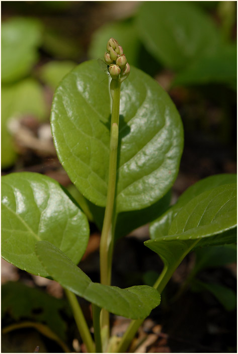 Rundblättrige Wintergrün (Pyrola rotundifolia)