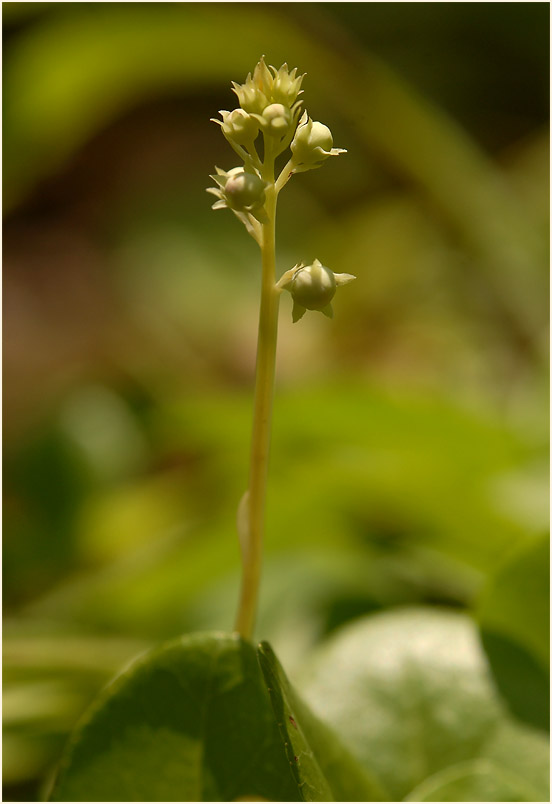 Rundblättrige Wintergrün (Pyrola rotundifolia)