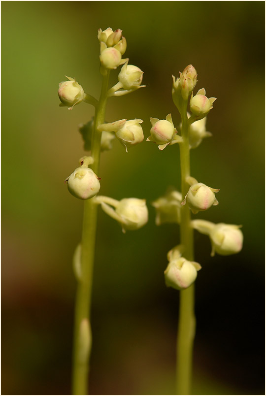 Rundblättrige Wintergrün (Pyrola rotundifolia)