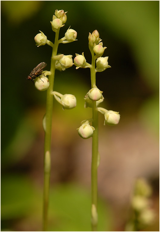 Rundblättrige Wintergrün (Pyrola rotundifolia)