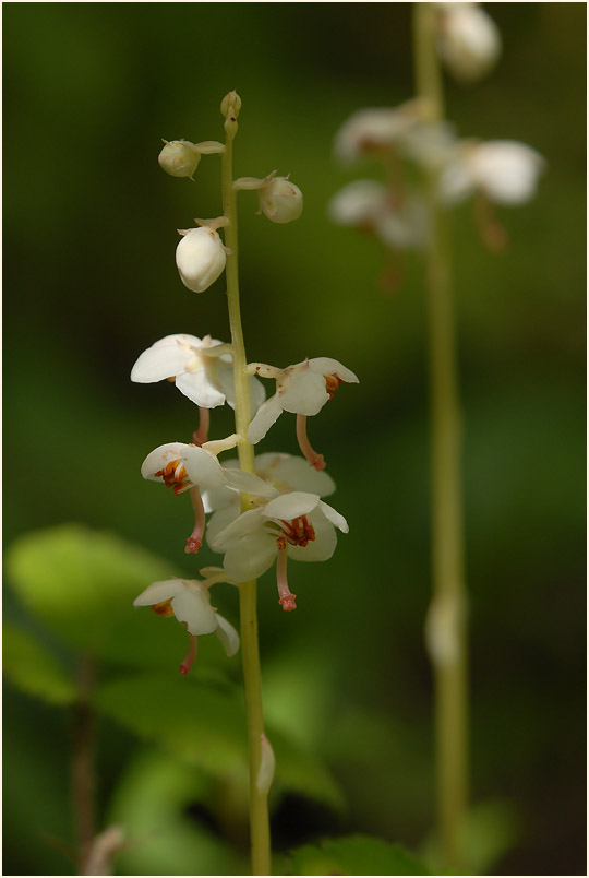 Rundblättrige Wintergrün (Pyrola rotundifolia)