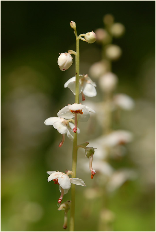 Rundblättrige Wintergrün (Pyrola rotundifolia)