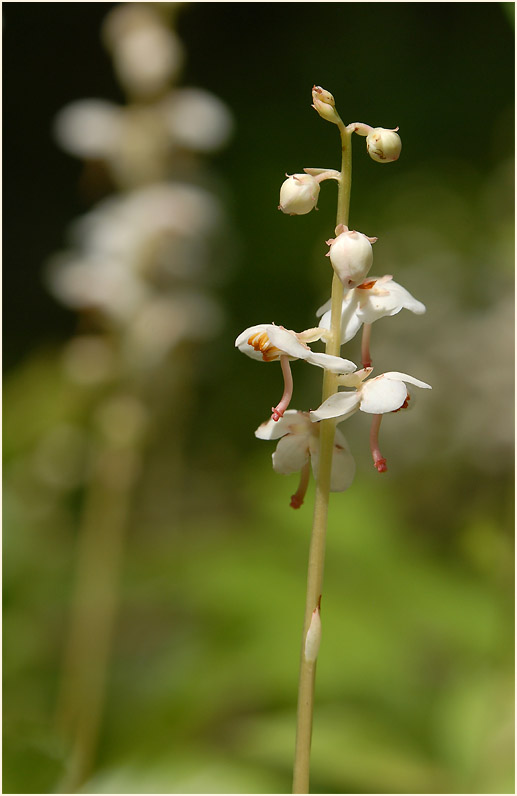 Rundblättrige Wintergrün (Pyrola rotundifolia)