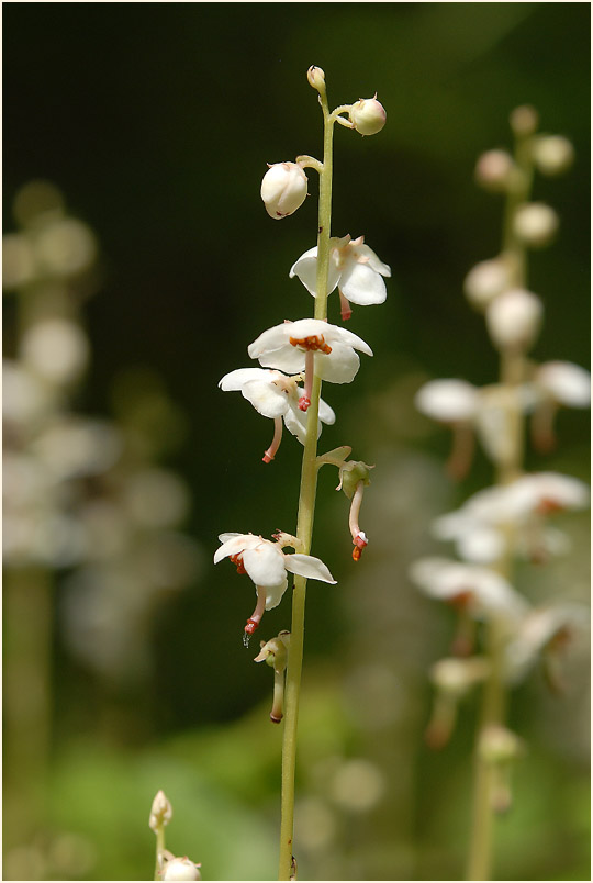 Rundblättrige Wintergrün (Pyrola rotundifolia)