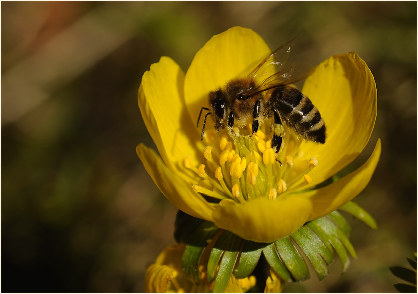 Winterling (Eranthis hiemalis)