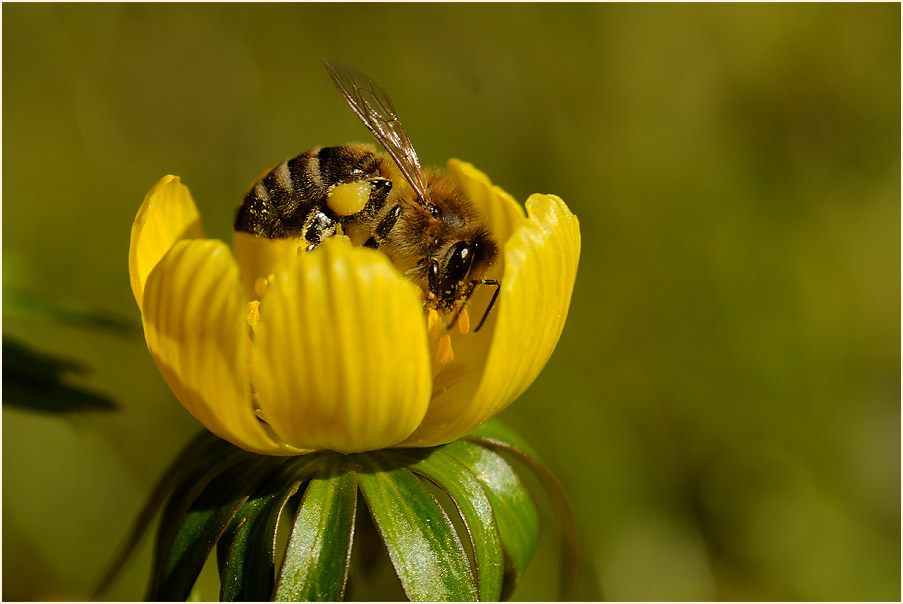 Winterling (Eranthis hiemalis)