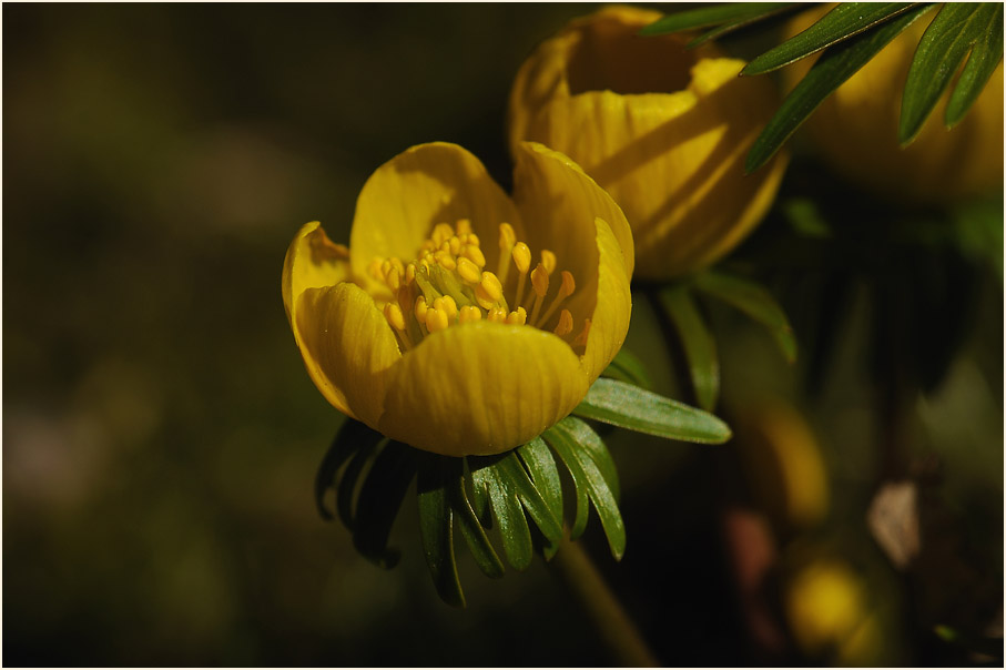 Winterling (Eranthis hiemalis)