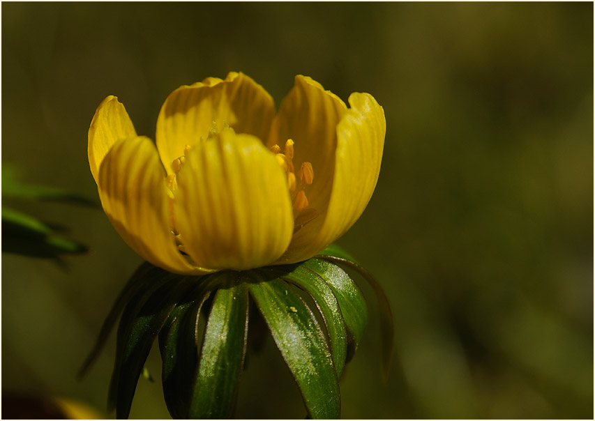 Winterling (Eranthis hiemalis)