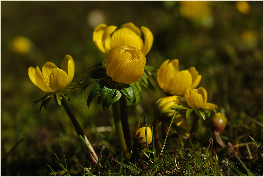Winterling (Eranthis hiemalis)