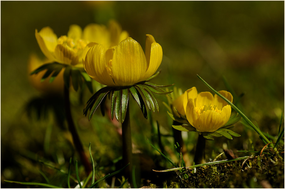 Winterling (Eranthis hiemalis)