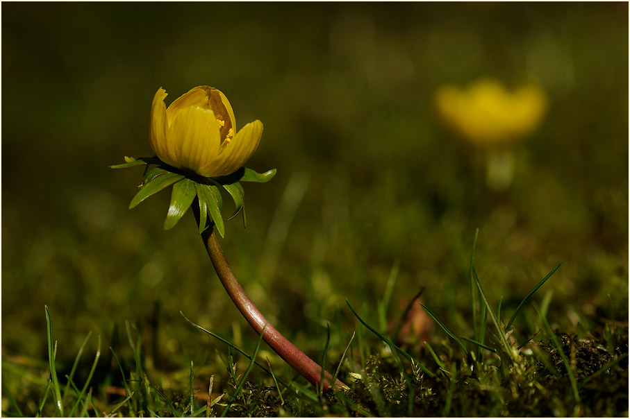 Winterling (Eranthis hiemalis)