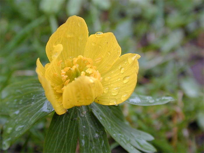 Winterling (Eranthis hiemalis)