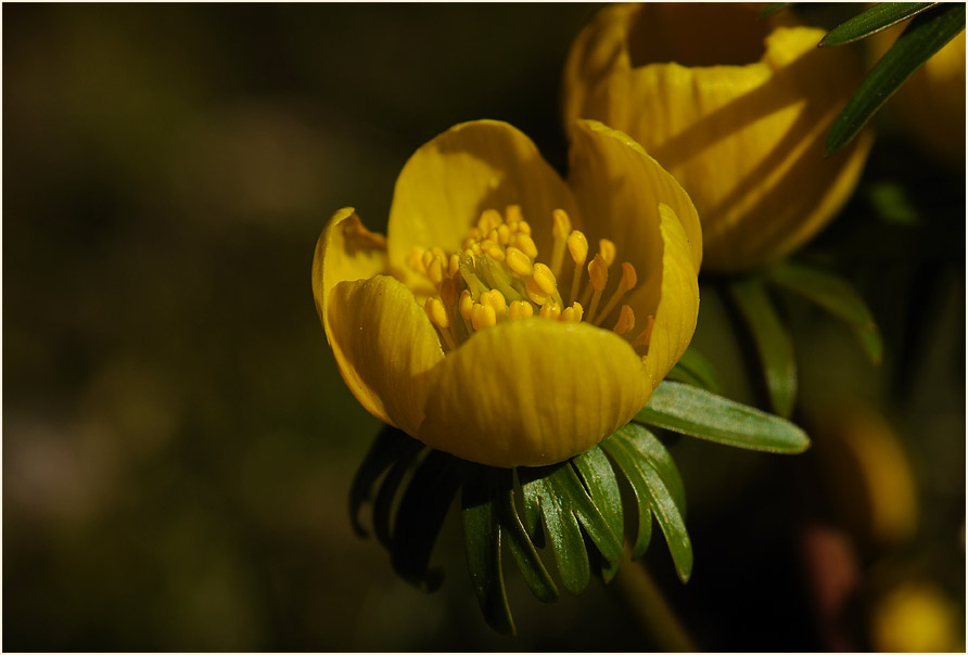 Winterling (Eranthis hiemalis)
