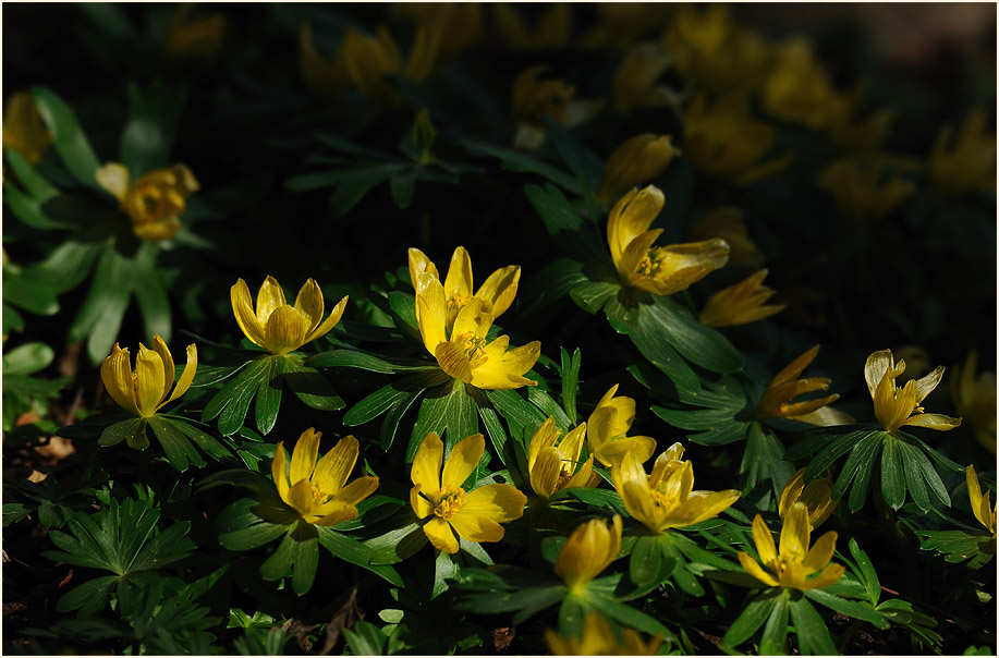 Winterling (Eranthis hiemalis)
