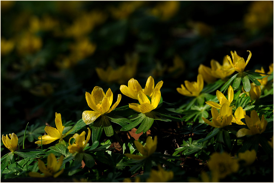Winterling (Eranthis hiemalis)