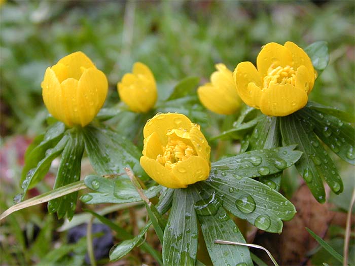 Winterling (Eranthis hiemalis)