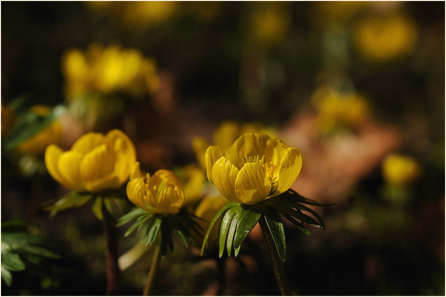 Winterling (Eranthis hiemalis)