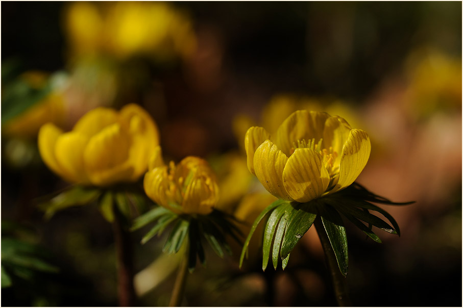 Winterling (Eranthis hiemalis)