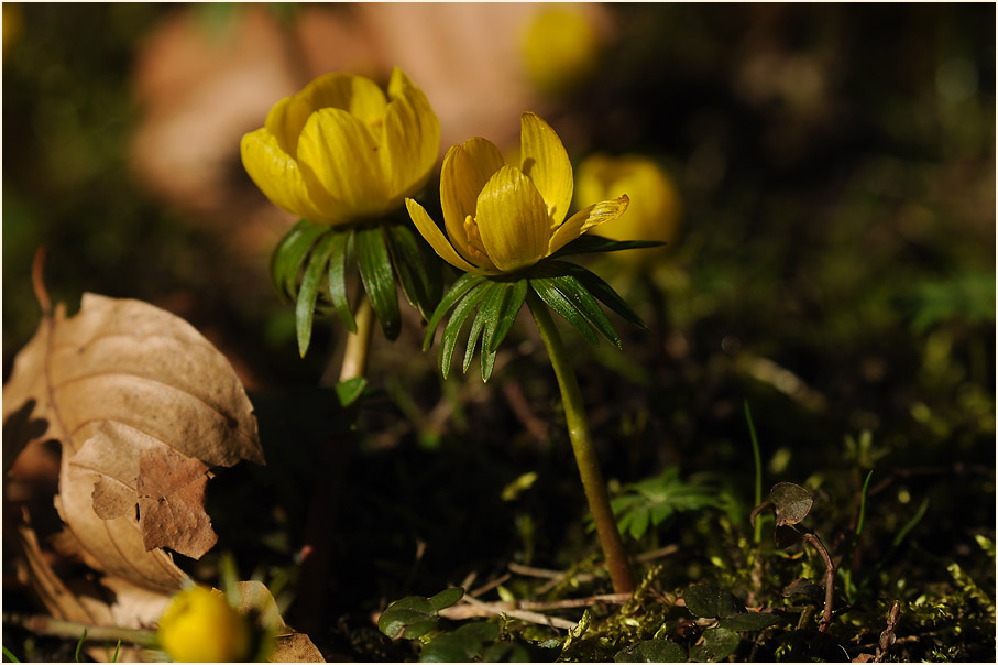 Winterling (Eranthis hiemalis)