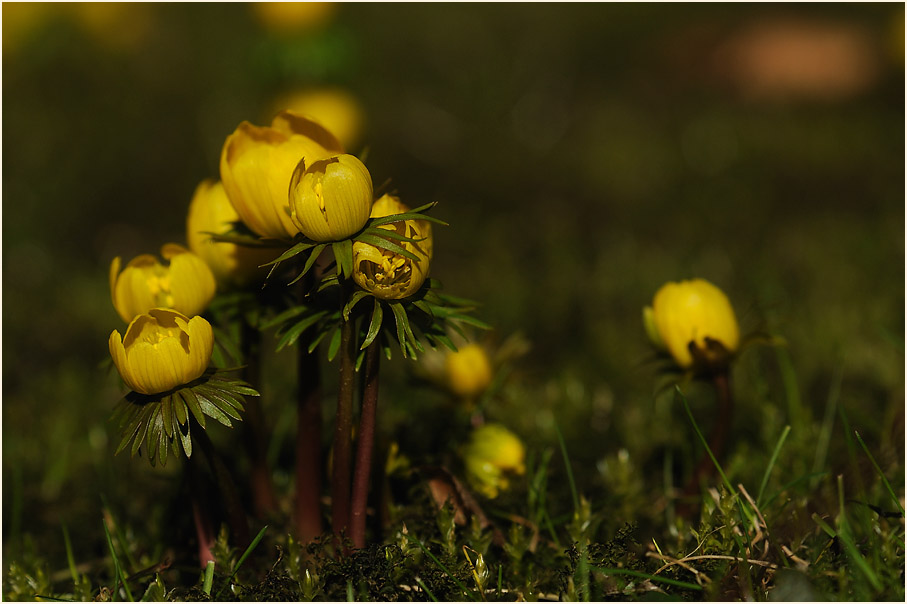 Winterling (Eranthis hiemalis)