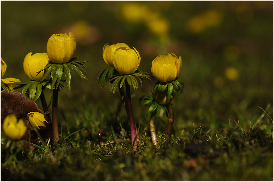 Winterling (Eranthis hiemalis)