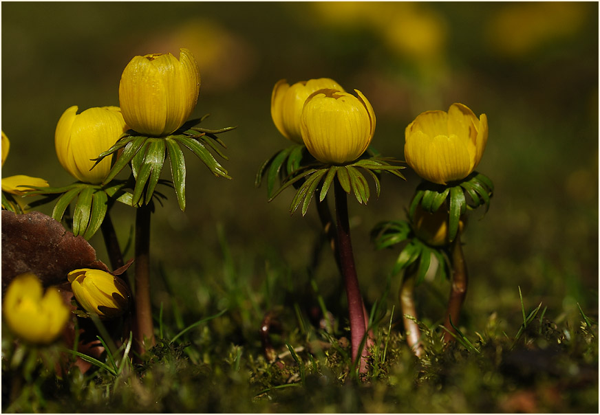 Winterling (Eranthis hiemalis)