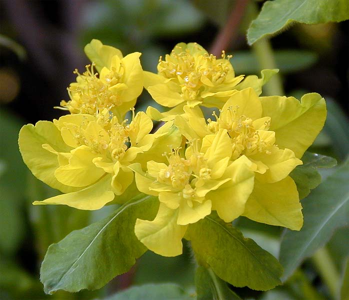 Wolfsmilch (Euphorbia)