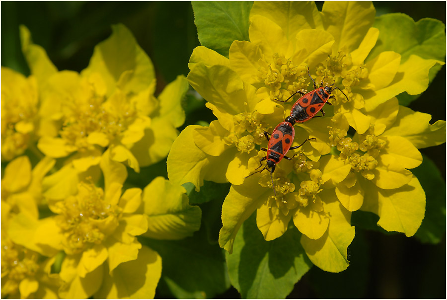 Wolfsmilch (Euphorbia)