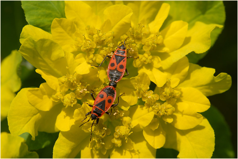 Wolfsmilch (Euphorbia)